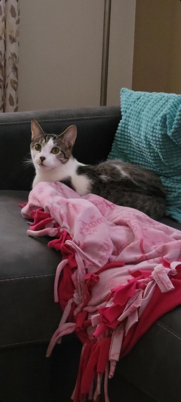 /Images/uploads/Louies Legacy Animal Rescue/cutest-rescue-pet-2023/entries/28057thumb.jpg